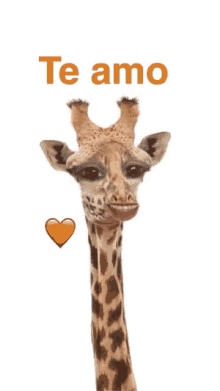 Giraffe Love GIF - Giraffe Love Amor GIFs