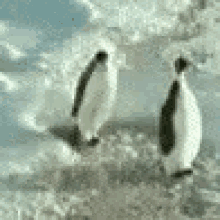 Slap Penguin GIF - Slap Penguin GIFs