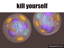 Prophase Biology GIF - Prophase Biology Kys GIFs