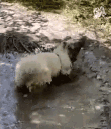 muddy dog dog shaking off mud cute shake it off dog