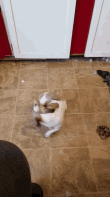 Puppy Willow GIF - Puppy Willow Spin GIFs