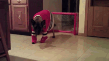 a dog wearing a hockey jersey and socks is standing next to a goal