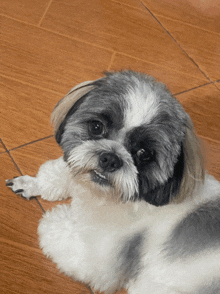 a small grey and white dog laying on the floor