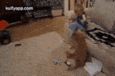 Funny Pets.Gif GIF - Funny Pets Irritating Pets Funny Pet Owner GIFs