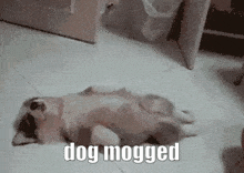 Dog Mogged GIF - Dog Mogged Dog Mogged GIFs