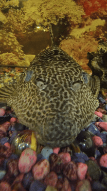 a fish with a leopard print on its body is laying on a pile of rocks