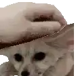 a person is petting a small white cat 's head with their hand .