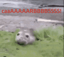 Carbs Seal GIF - Carbs Seal GIFs