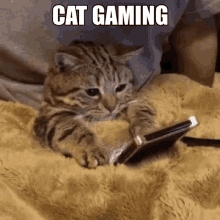 Cat Gaming GIF