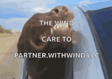 wind dog head out window too windy so windy