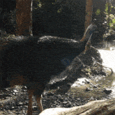 Shaking Off Water Cassowary GIF