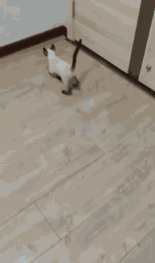 Cat Cat Climbing Wall GIF - Cat Cat Climbing Wall Cat Laser Pointer GIFs