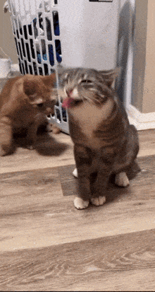two cats are playing with each other in front of a laundry basket with clothes in it