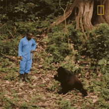 Walking Young Orphaned Gorillas See Their Adorable Bond With Park Rangers GIF - Walking Young Orphaned Gorillas See Their Adorable Bond With Park Rangers Baby Gorilla GIFs