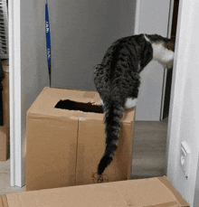 Cat Box GIF - Cat Box Attack GIFs