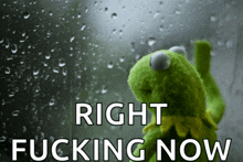 a kermit frog is looking out a window with the words right fucking now below him