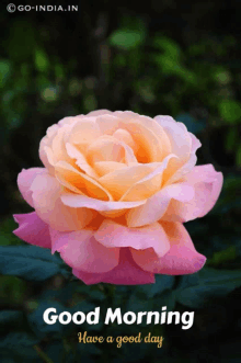 Lovely Rose Pink Rose GIF - Lovely Rose Pink Rose Pinks GIFs