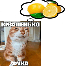 a picture of a cat with a thought bubble of lemons in russian
