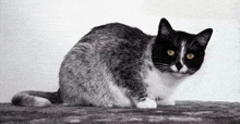 a black and white cat with yellow eyes is sitting on the floor