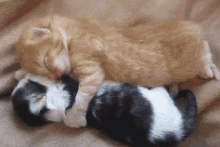 Goodnight Love You GIF - Kitten Sleep Cuddle GIFs