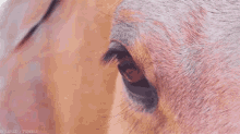 Eye See You GIF - Horse Horses Equine GIFs