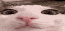 Plenk Cat GIF - Plenk Cat Kot GIFs