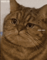 Calculating Cat GIF - Calculating Cat GIFs