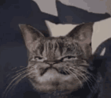 Derp Kitty GIF - Derp Kitty Unfunny GIFs