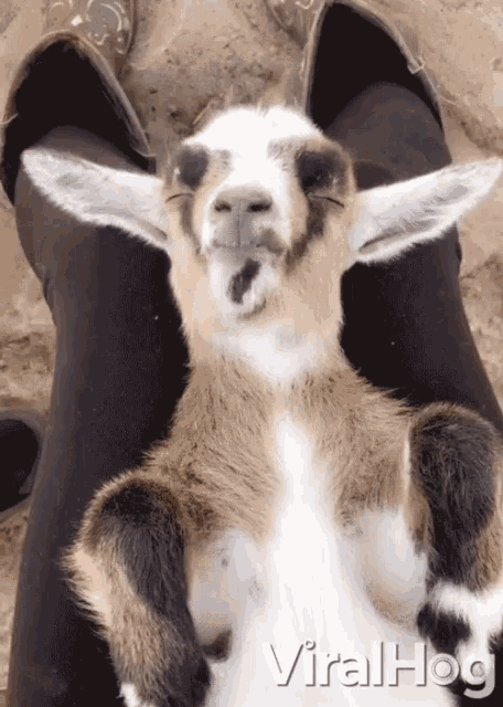baby goat gif tumblr