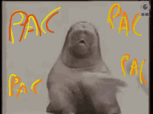 Pac Foca GIF - Pac Foca Seal GIFs