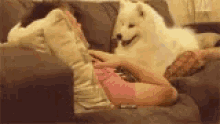 Cuddle Pet Dog GIF - Cuddle Pet Dog GIFs