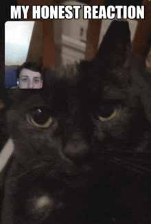 a cat is looking at a man on a video call with the caption " my honest reaction "