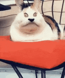 Oondasta Cat GIF - Oondasta Cat GIFs