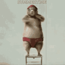 Hamster Dive GIF - Hamster Dive Getting Ready GIFs