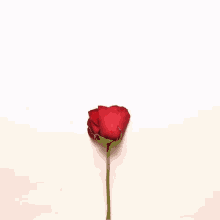 Cuddling Heart GIF - Cuddling Heart Rose Petals GIFs