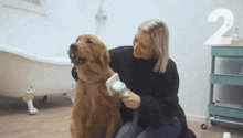 a woman is brushing a dog with a brush and the number 2 is visible in the background