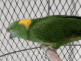 a green parrot with a yellow head is perched on a wire cage