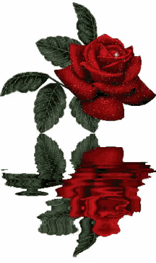 reflection water sparkle flower rose