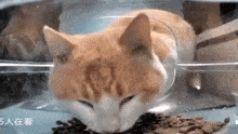 Cat Eating Cat Stare GIF - Cat Eating Cat Stare Cat Meme GIFs