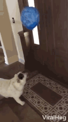 Pug Playing GIF - Pug Playing Balloon GIFs