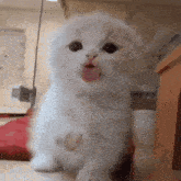 a white kitten sticking its tongue out while looking at the camera