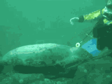 海狮 潜水 GIF - Otarriinae Dive GIFs