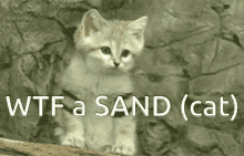 Sand Sandcat GIF