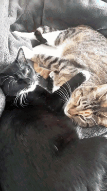 Cats Pets GIF - Cats Pets Cat Lover GIFs