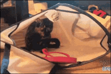 Lost Cat Hamper GIF - Lost Cat Hamper Cat GIFs