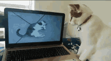 Cats Cat Tv GIF