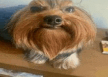 a small dog with a beard is sitting on a table and looking at the camera .