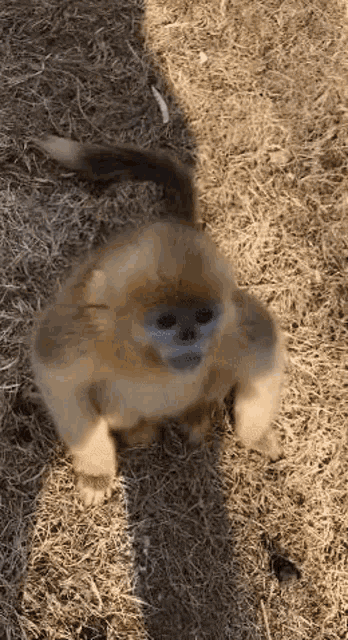 Golden Snub Nosed Monkey Golden Monkey GIF - Golden Snub Nosed Monkey  Golden Monkey Zurdinho - Discover & Share GIFs