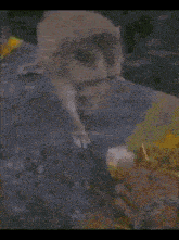 a monkey is reaching for a piece of food from a person 's hand