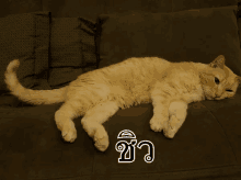แมวน นอน ชิวๆ GIF